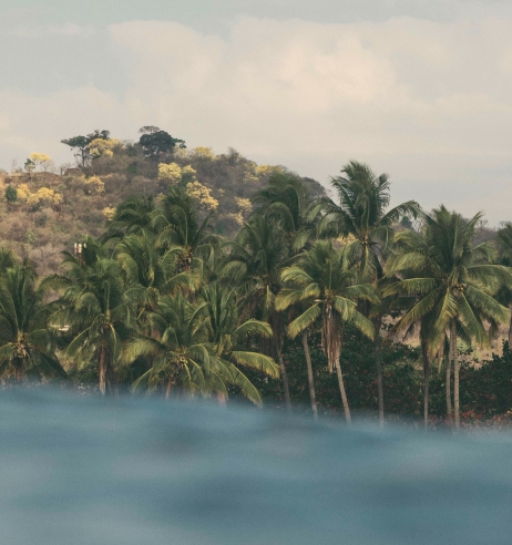 hilera de palmeras vistas desde el mar
